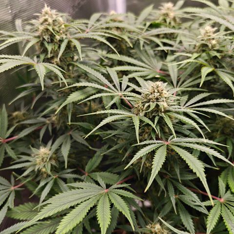 Jack Herer Automatic growlog timeline photo