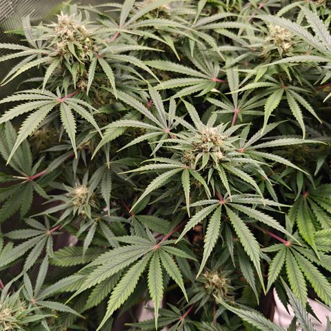 Jack Herer Automatic growlog timeline photo