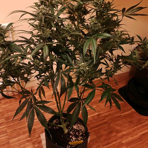 Black Orchid Automatic growlog timeline photo