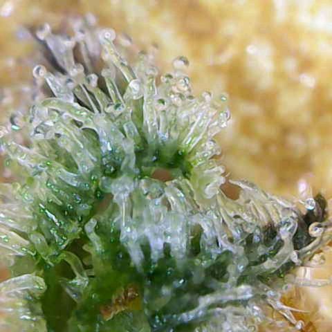 Black Orchid Automatic growlog timeline photo