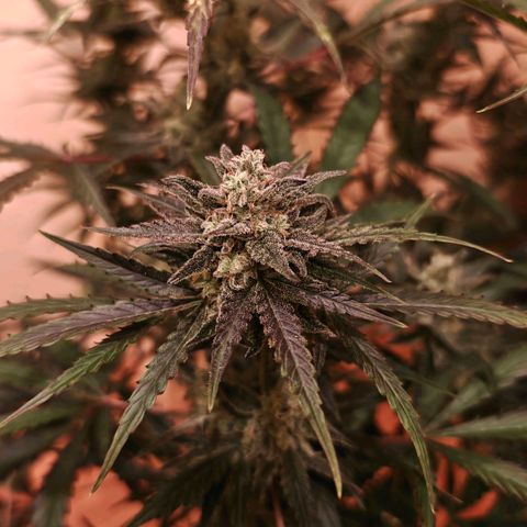 Black Orchid Automatic growlog timeline photo