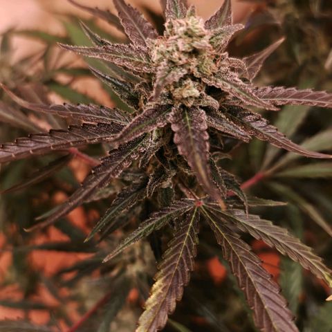 Black Orchid Automatic growlog timeline photo