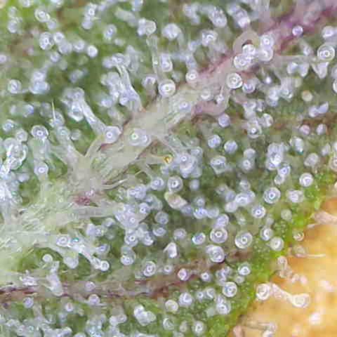 Jack Herer Automatic growlog timeline photo