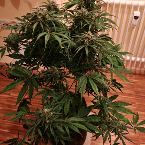 Jack Herer Automatic growlog timeline photo