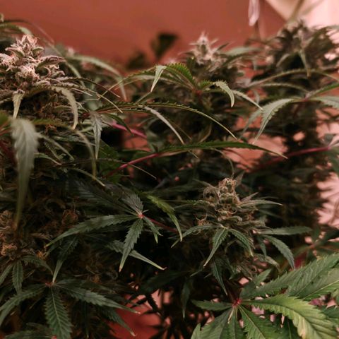 Jack Herer Automatic growlog timeline photo