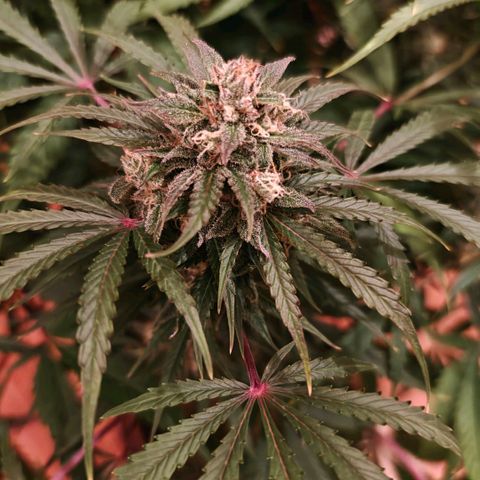 Jack Herer Automatic growlog timeline photo