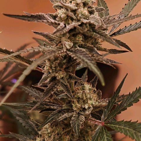 Black Orchid Automatic growlog timeline photo