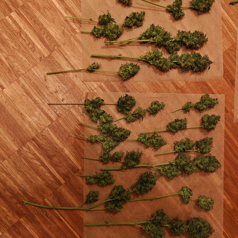 Jack Herer Automatic growlog timeline photo