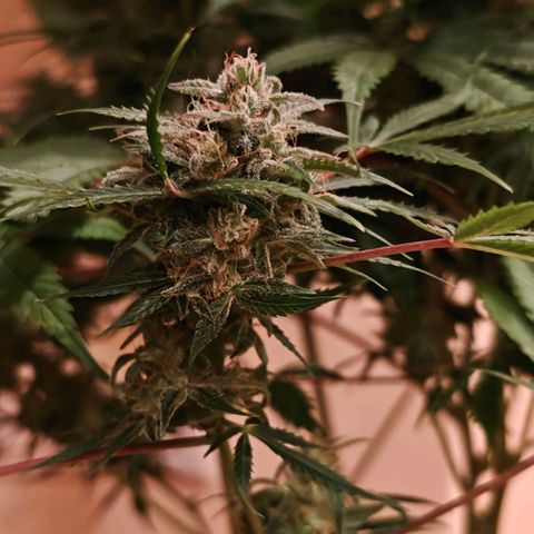 Jack Herer Automatic growlog timeline photo