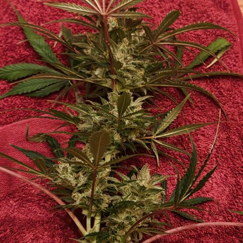 Jack Herer Automatic growlog timeline photo