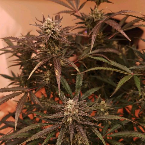 Black Orchid Automatic growlog timeline photo