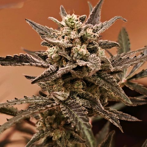 Black Orchid Automatic growlog timeline photo