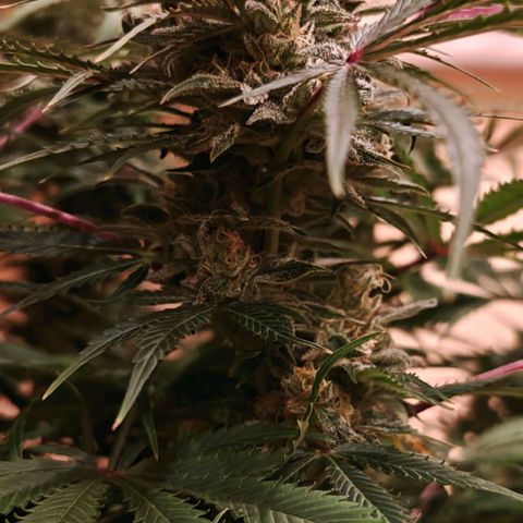 Jack Herer Automatic growlog timeline photo