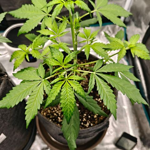 Cookies Gelato Automatic growlog timeline photo