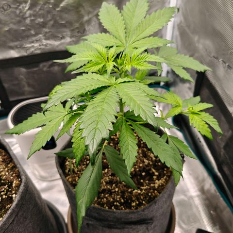 Cookies Gelato Automatic growlog timeline photo