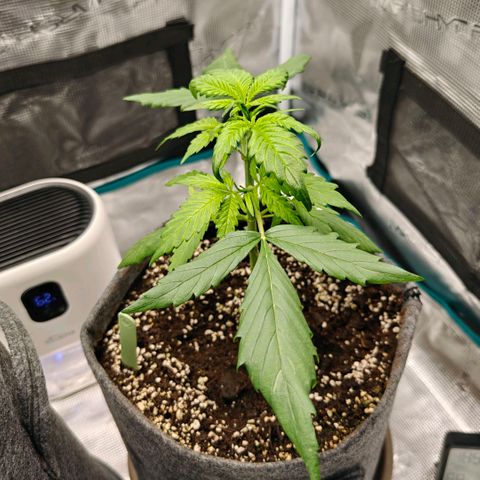 Cookies Gelato Automatic growlog timeline photo
