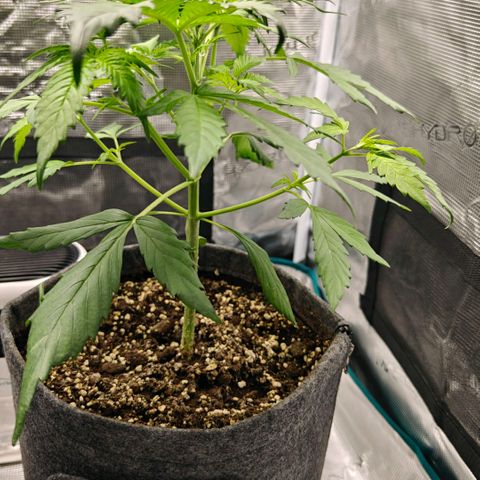 Cookies Gelato Automatic growlog timeline photo