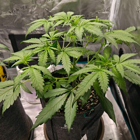 Cookies Gelato Automatic growlog timeline photo