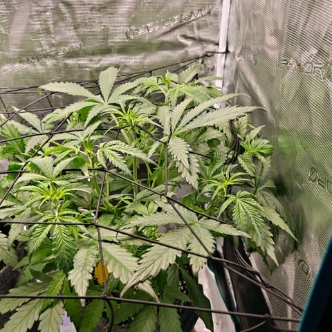 Cookies Gelato Automatic growlog timeline photo
