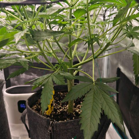Cookies Gelato Automatic growlog timeline photo