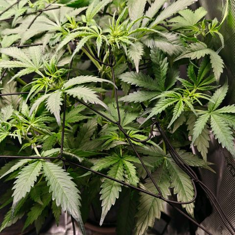 Cookies Gelato Automatic growlog timeline photo