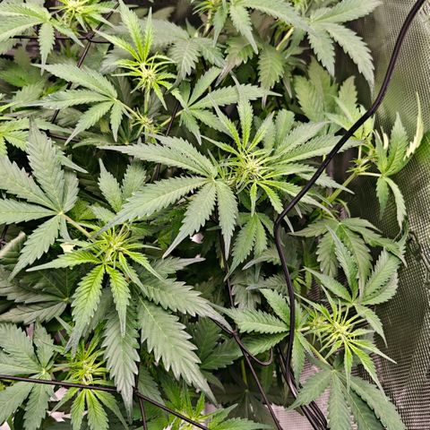 Cookies Gelato Automatic growlog timeline photo