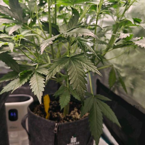 Cookies Gelato Automatic growlog timeline photo