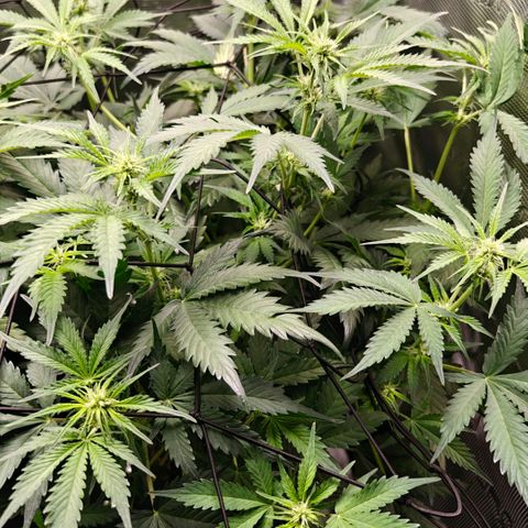 Cookies Gelato Automatic growlog timeline photo