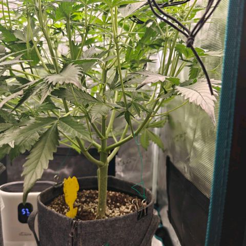 Cookies Gelato Automatic growlog timeline photo