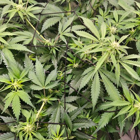 Cookies Gelato Automatic growlog timeline photo