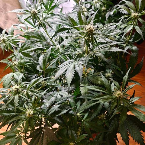 Cookies Gelato Automatic growlog timeline photo