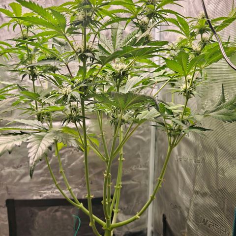 Cookies Gelato Automatic growlog timeline photo