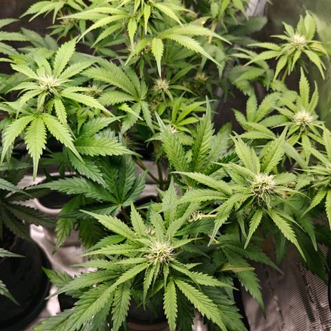 Cookies Gelato Automatic growlog timeline photo
