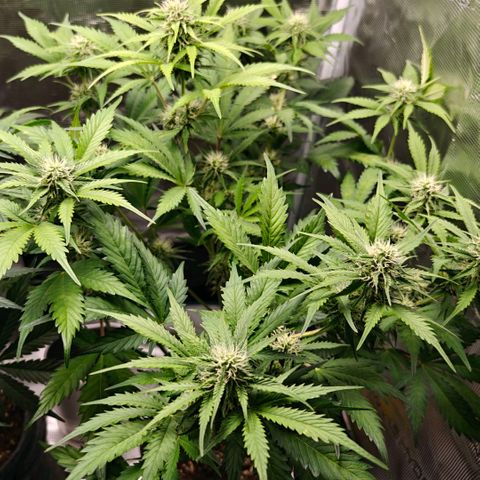 Cookies Gelato Automatic growlog timeline photo