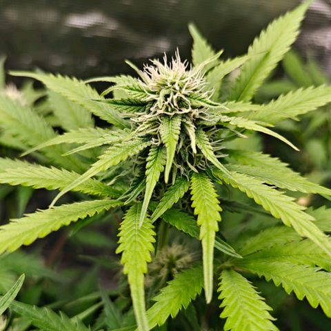 Cookies Gelato Automatic growlog timeline photo