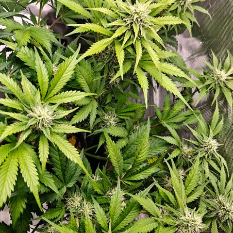 Cookies Gelato Automatic growlog timeline photo