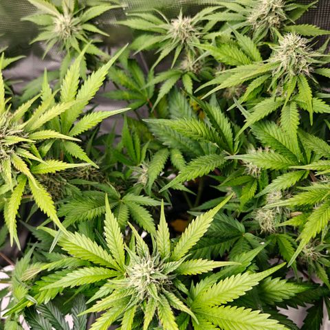 Cookies Gelato Automatic growlog timeline photo