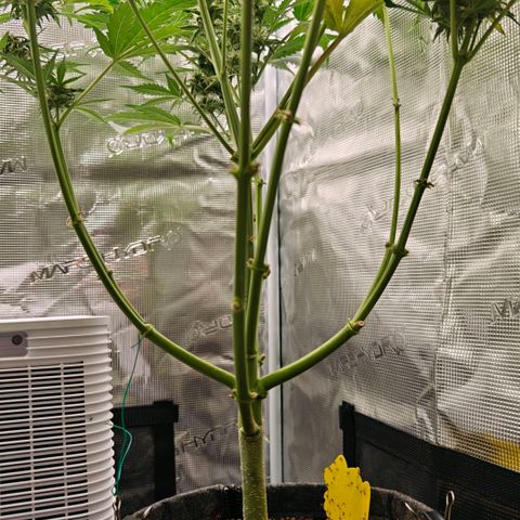 Cookies Gelato Automatic growlog timeline photo