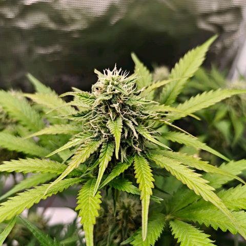 Cookies Gelato Automatic growlog timeline photo