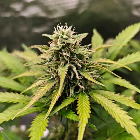 Cookies Gelato Automatic growlog timeline photo