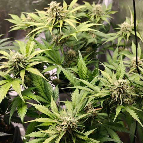 Cookies Gelato Automatic growlog timeline photo