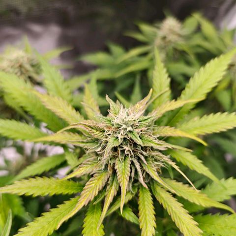 Cookies Gelato Automatic growlog timeline photo