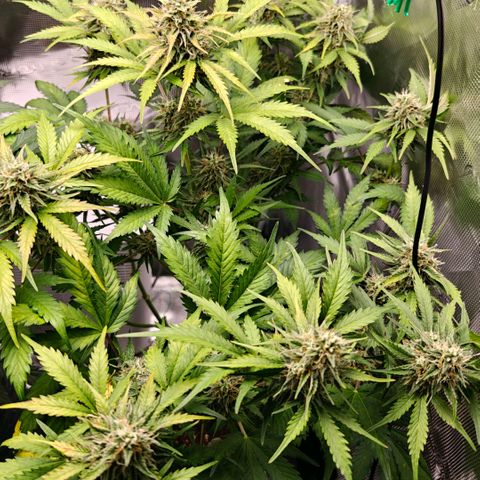 Cookies Gelato Automatic growlog timeline photo