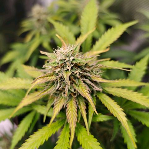 Cookies Gelato Automatic growlog timeline photo