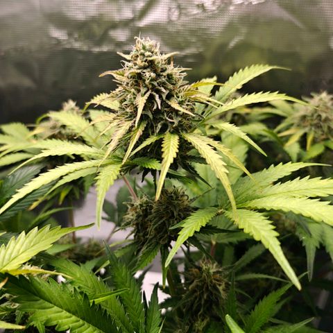 Cookies Gelato Automatic growlog timeline photo