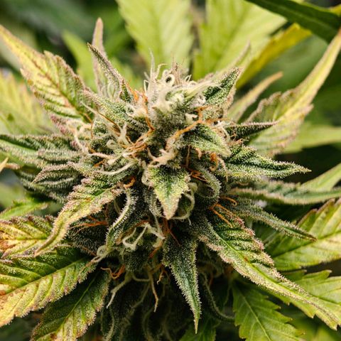Cookies Gelato Automatic growlog timeline photo