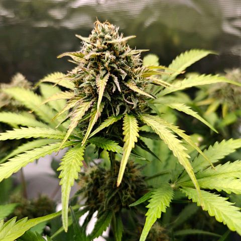 Cookies Gelato Automatic growlog timeline photo