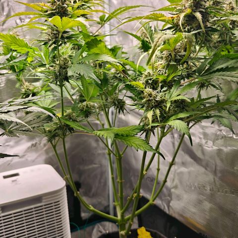 Cookies Gelato Automatic growlog timeline photo