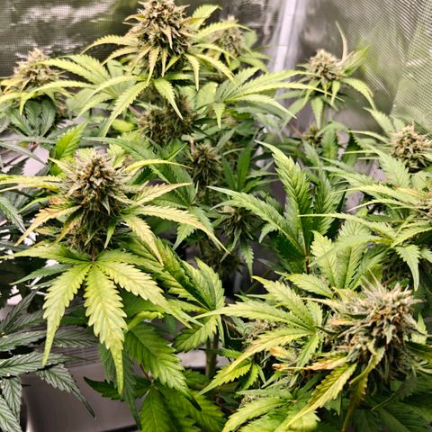 Cookies Gelato Automatic growlog timeline photo