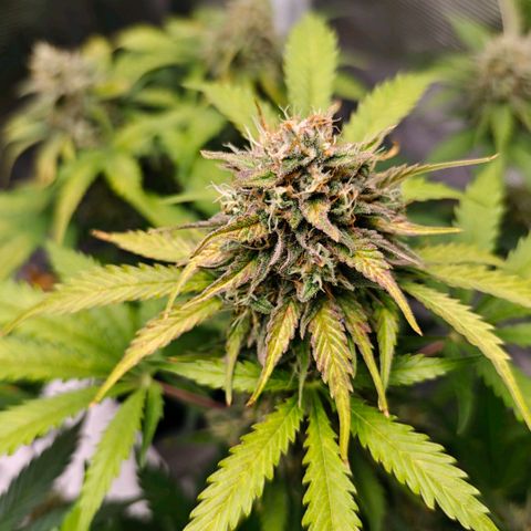 Cookies Gelato Automatic growlog timeline photo
